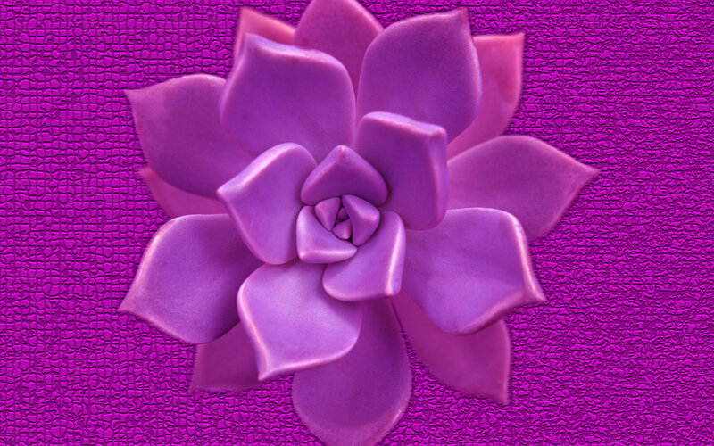 purple succulent flower
