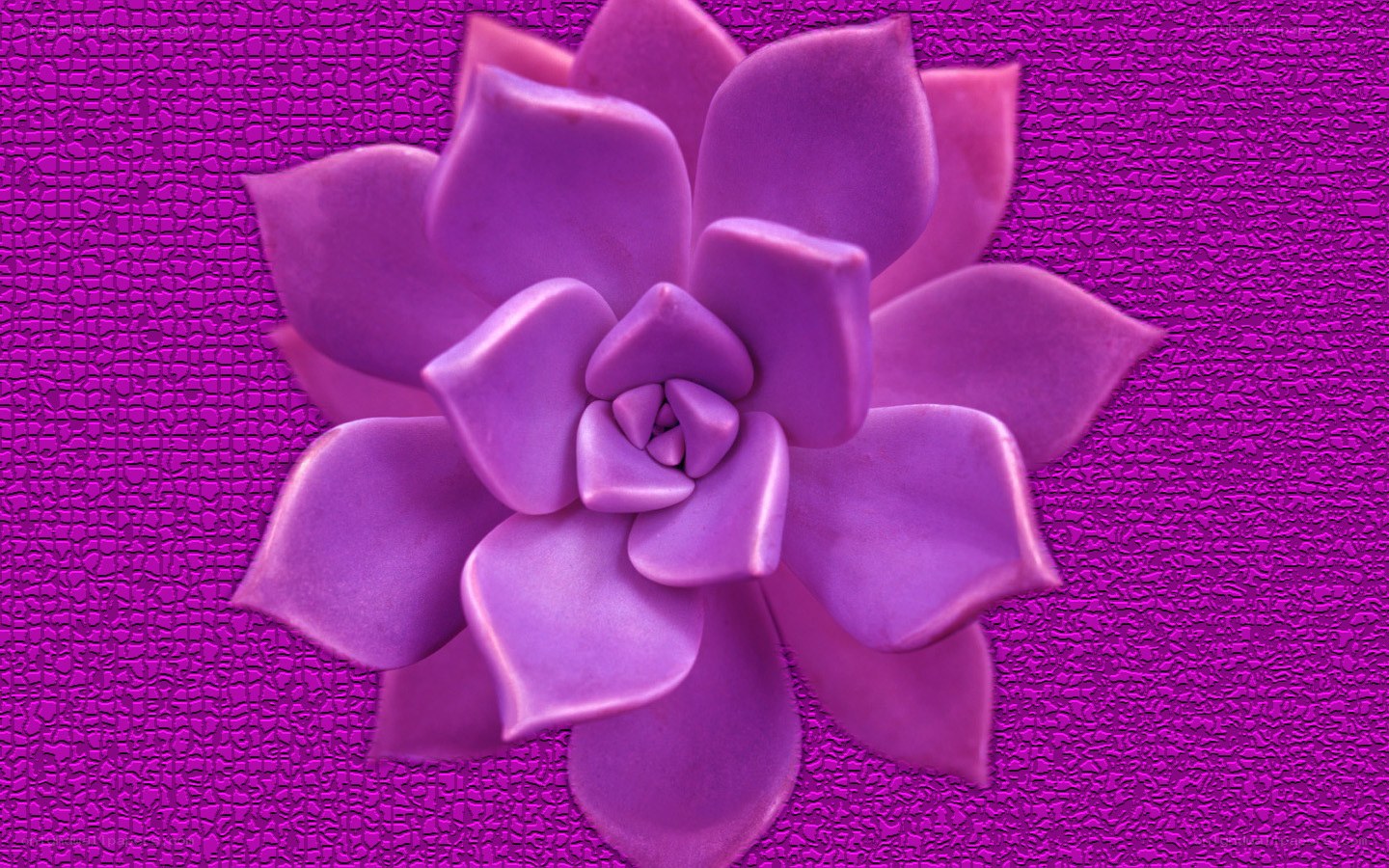 purple succulent flower