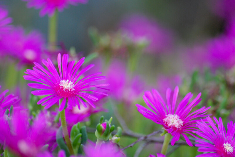 Purple Succulent Flowers — Calm, Afternoon
