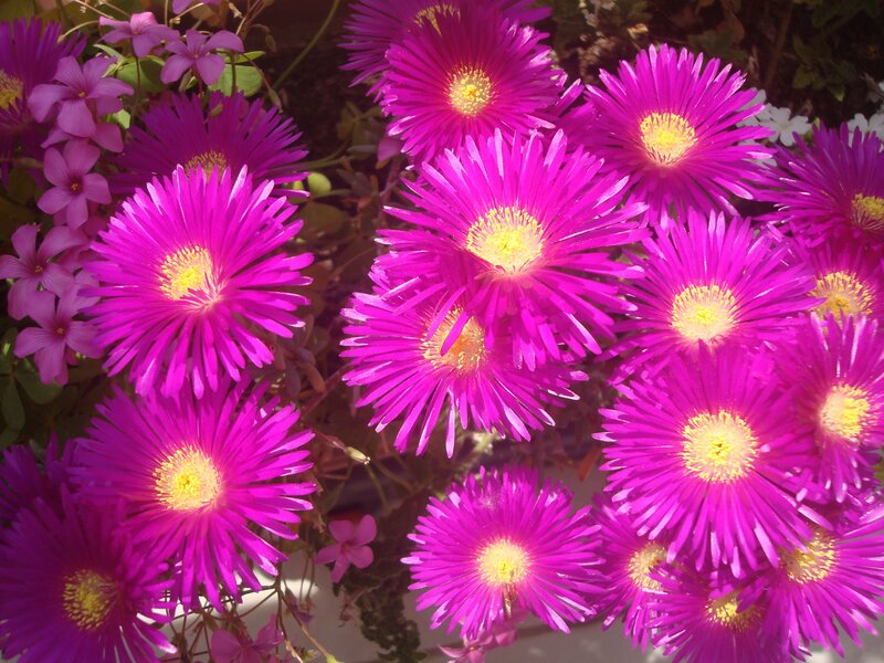 Purple Succulent Flowers — Magenta
