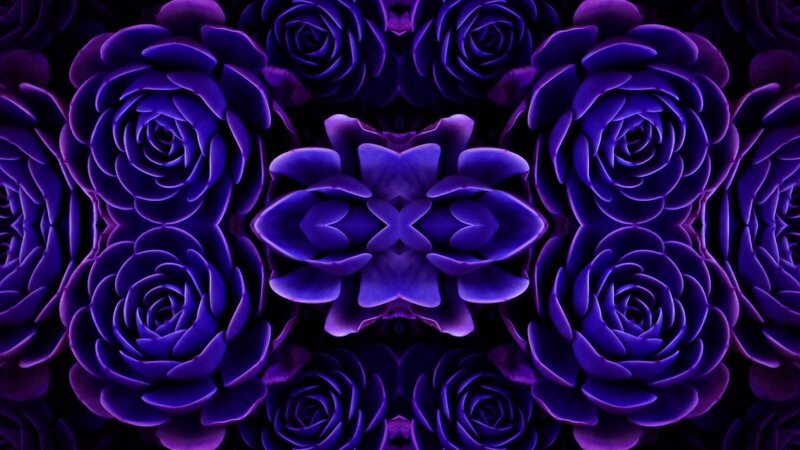 Purple Succulent Flowers — Mystical