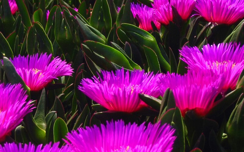 Purple Succulent Flowers — Vibrant, Afternoon