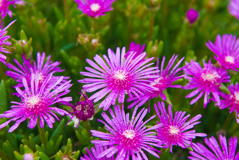 Purple Succulent Flowers — Vibrant, Morning