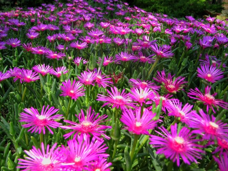 Purple Succulent Flowers — Vibrant