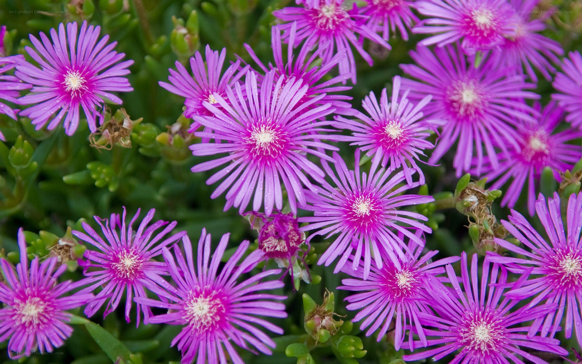 purple succulent flowers