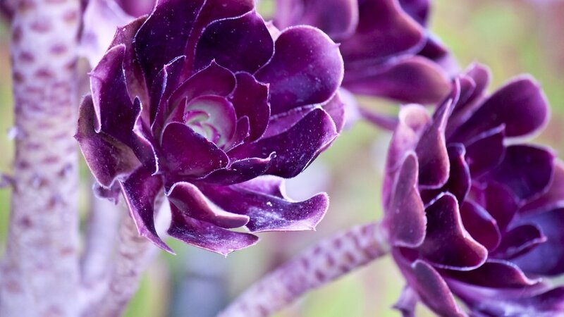 Purple Succulent Plant — Calm