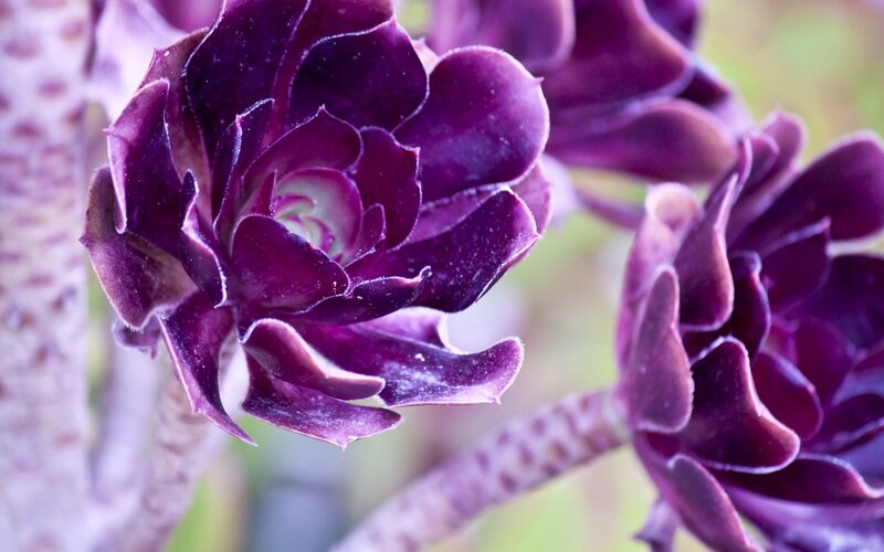 Purple Succulent Plant