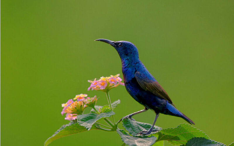Purple Sunbird on Flower