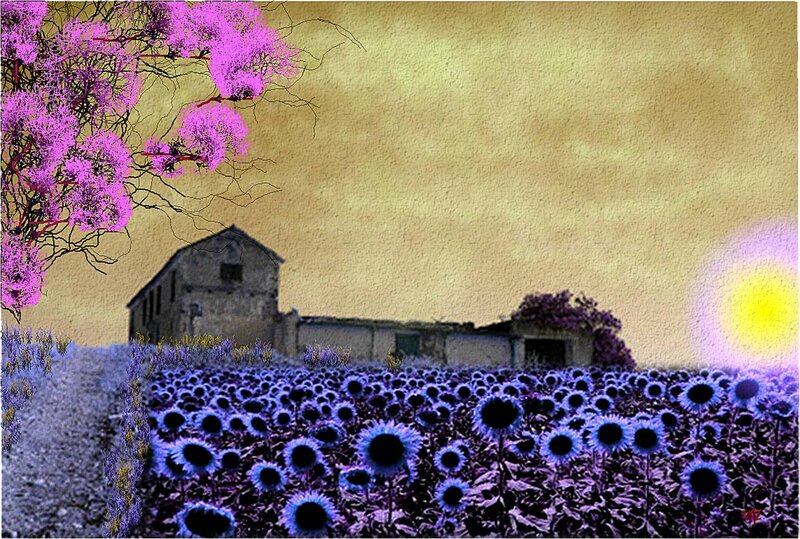 Purple Sunflower Field