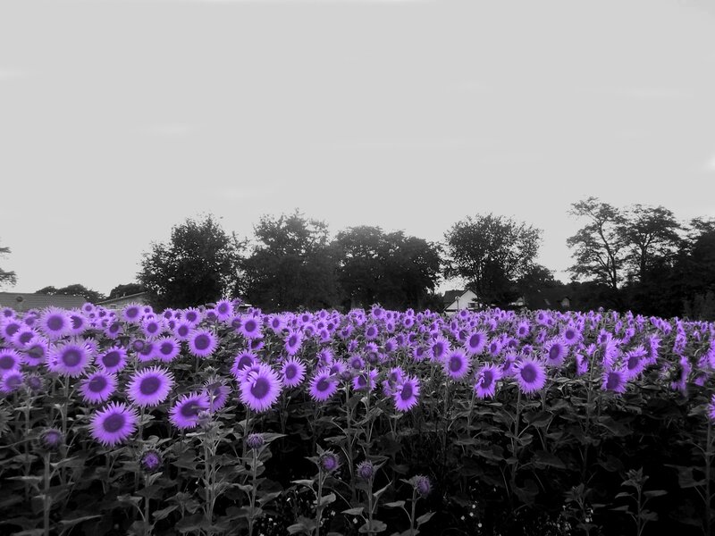 purple sunflowers in a field