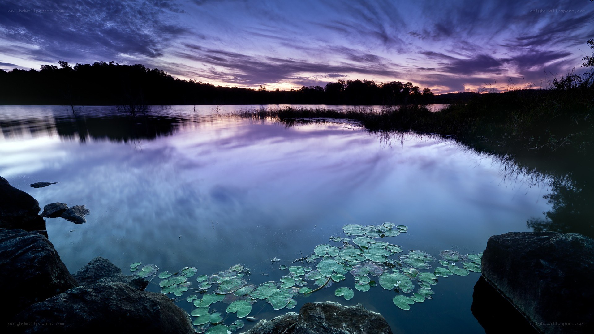 Purple sunset over a lily pond