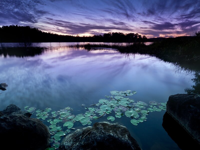 Purple sunset over a lily pond