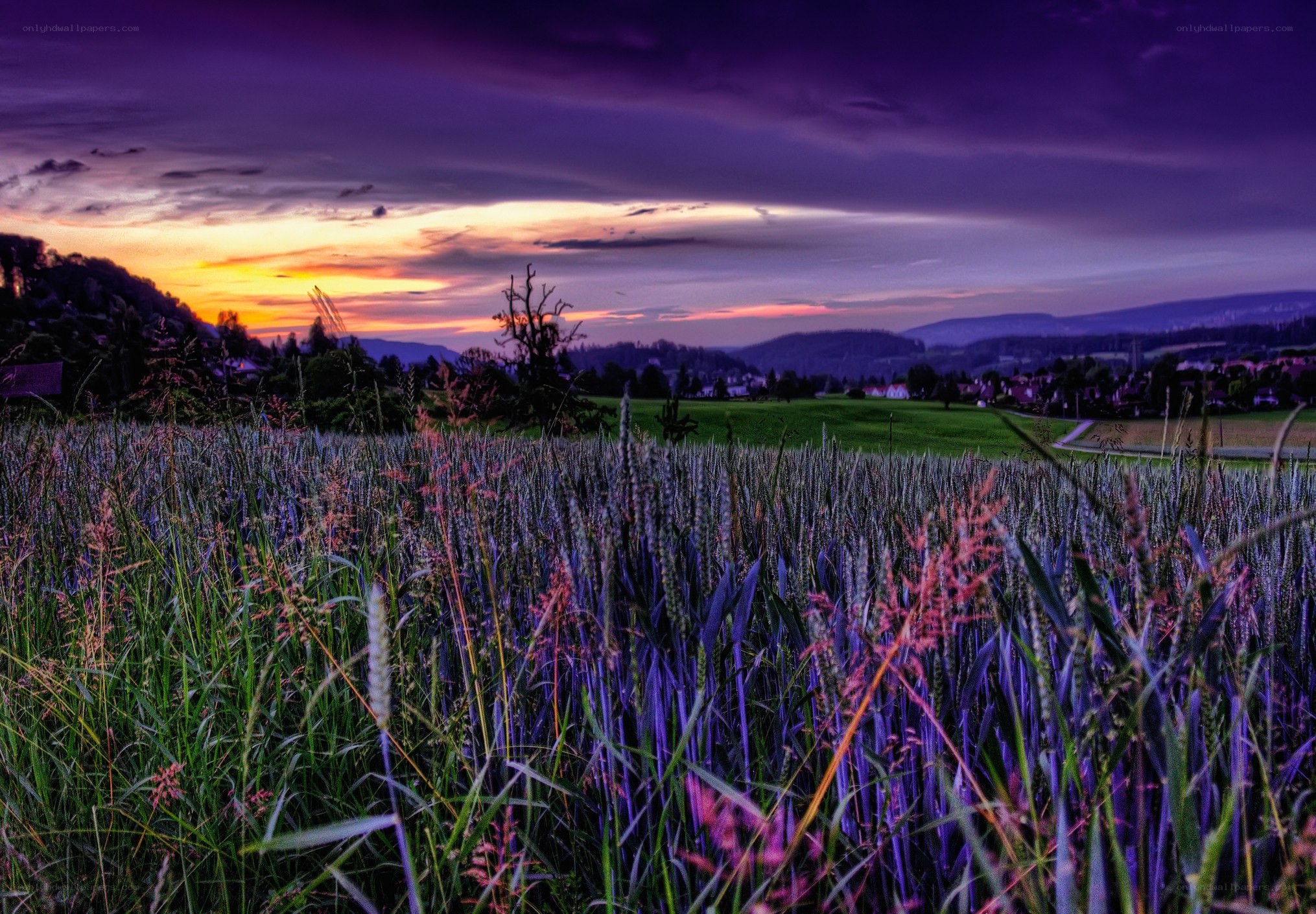 Purple sunset over a wheat field