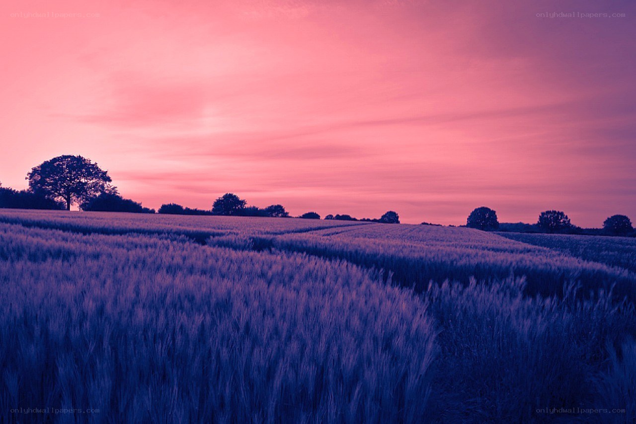 Purple sunset over a wheat field