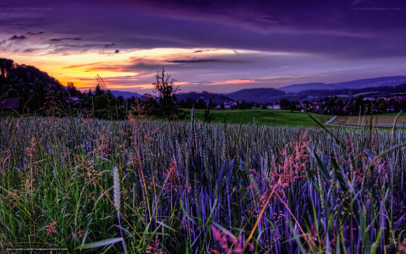Purple sunset over a wheat field
