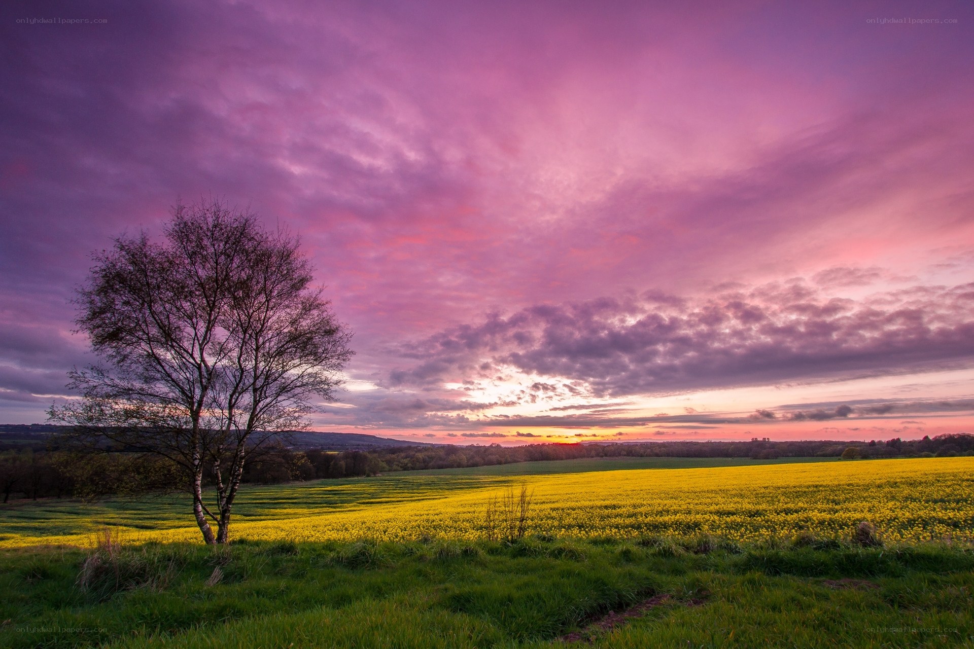 Purple sunset over a yellow field