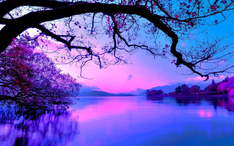 Purple Sunset over Lake — Serene, Photograph, Tree Branches