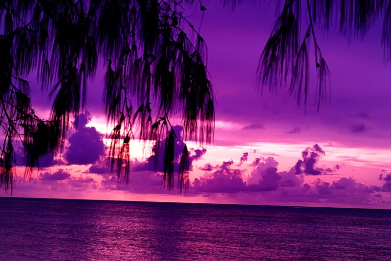 Purple Sunset over Ocean — Dramatic, Photograph, Palm Trees
