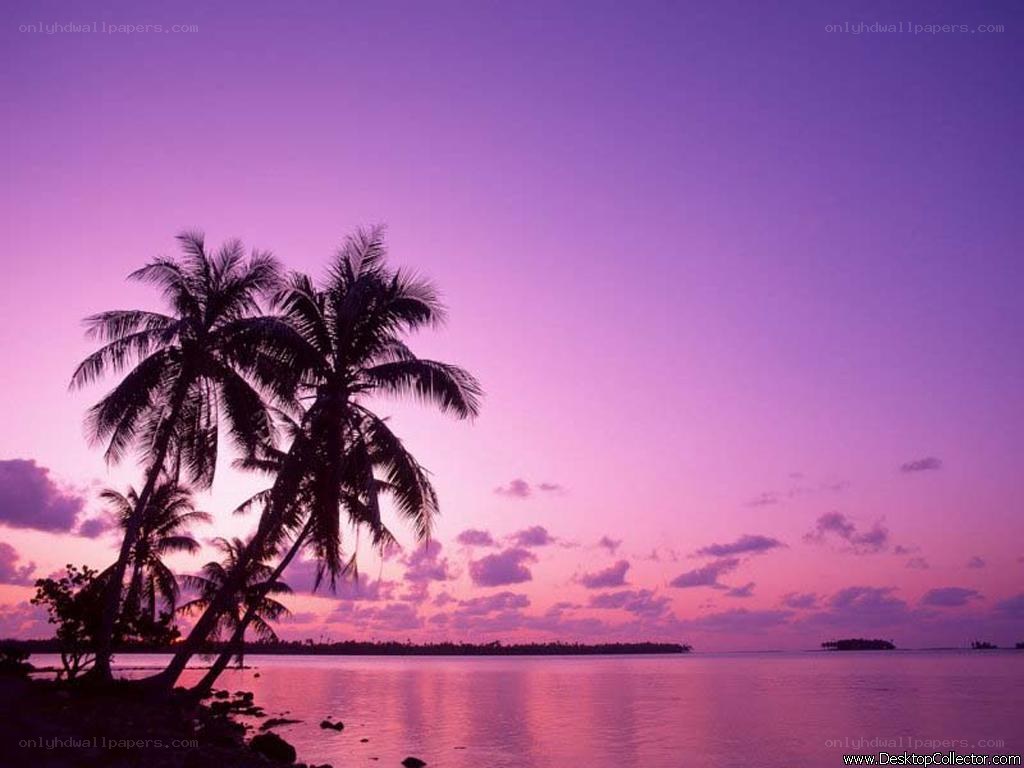 Purple sunset over palm trees