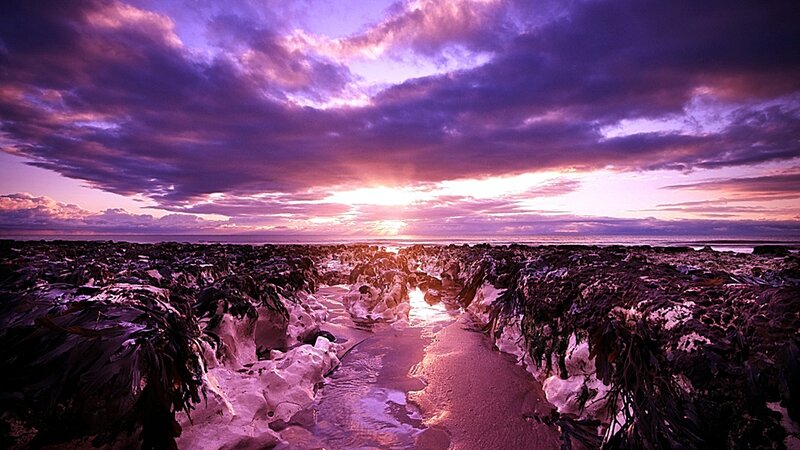 Purple sunset over seaweed beach
