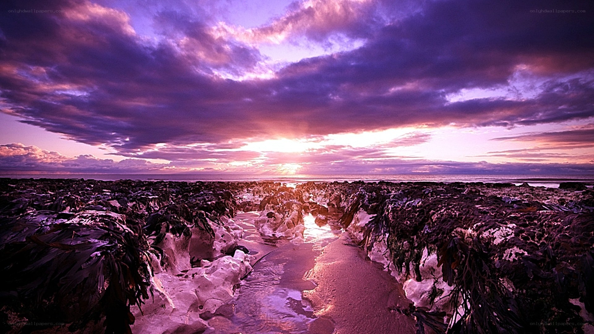 Purple sunset over seaweed beach