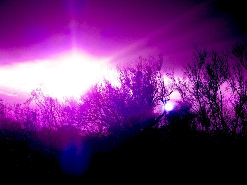 Purple sunset over silhouetted trees