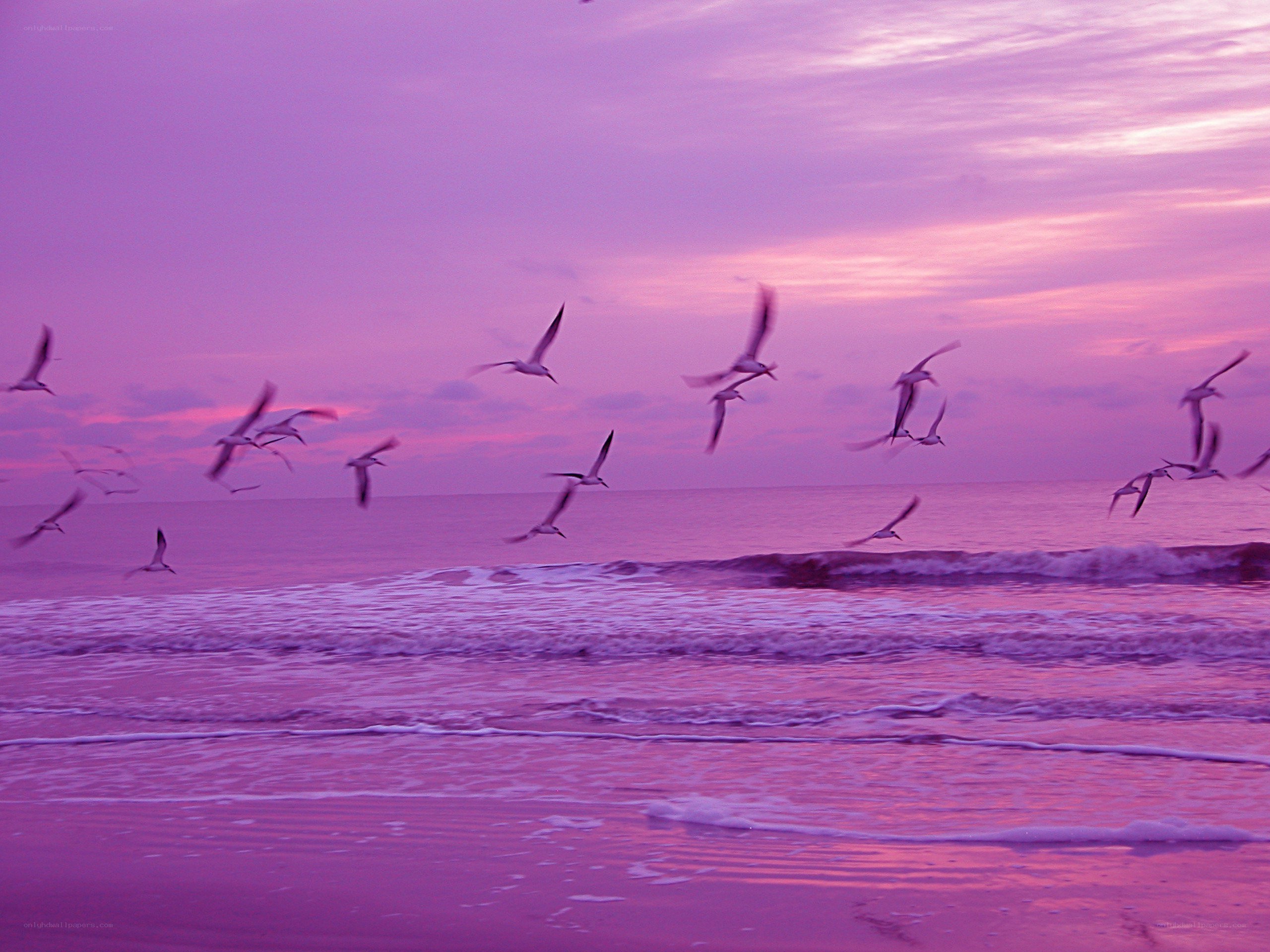 Purple sunset over the ocean