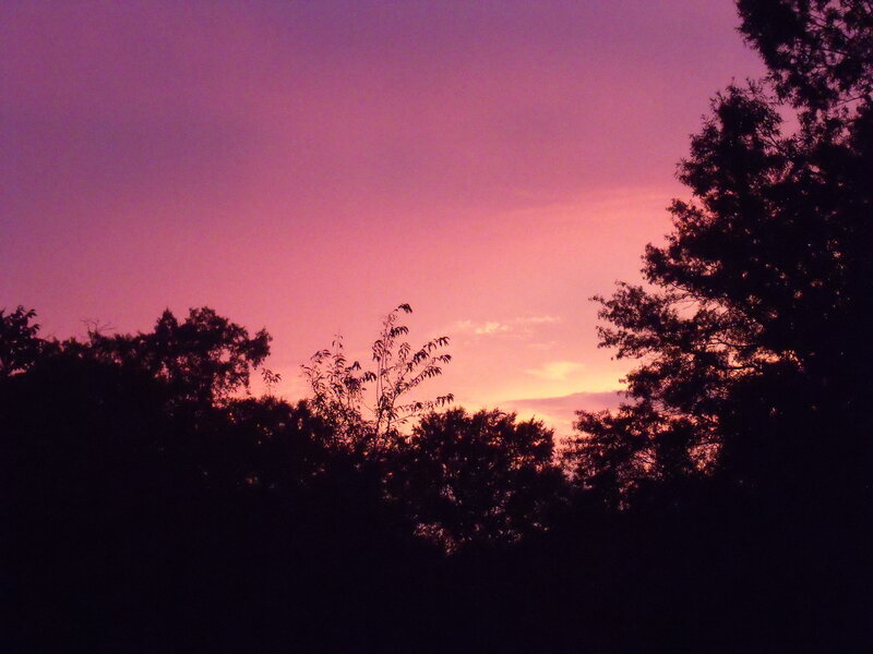purple sunset over trees