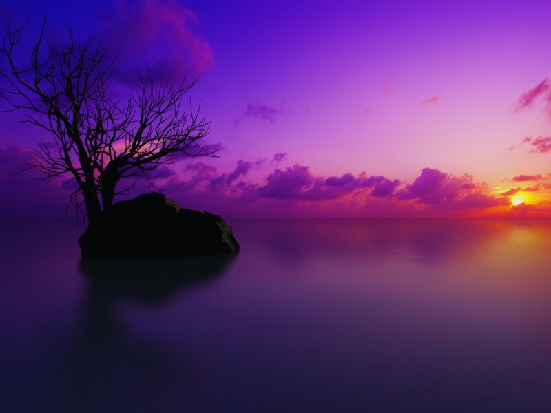 Purple sunset with dead tree