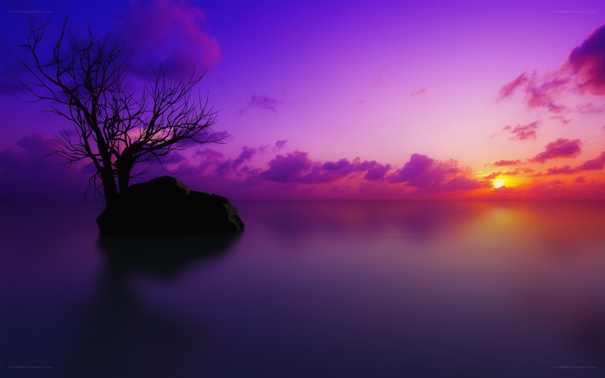 Purple sunset with lone tree