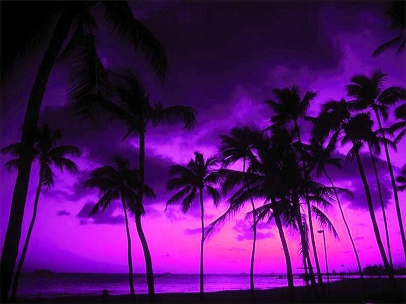 Purple sunset with palm trees