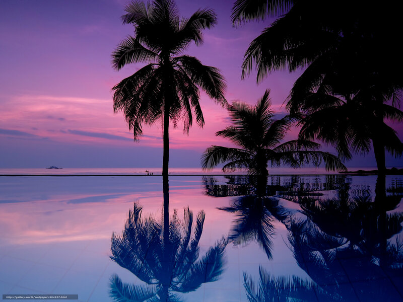 Purple sunset with palm trees