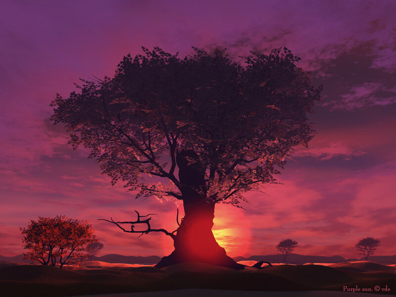Purple sunset with silhouetted tree