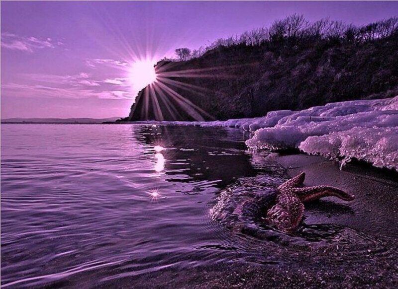 Purple sunset with starfish