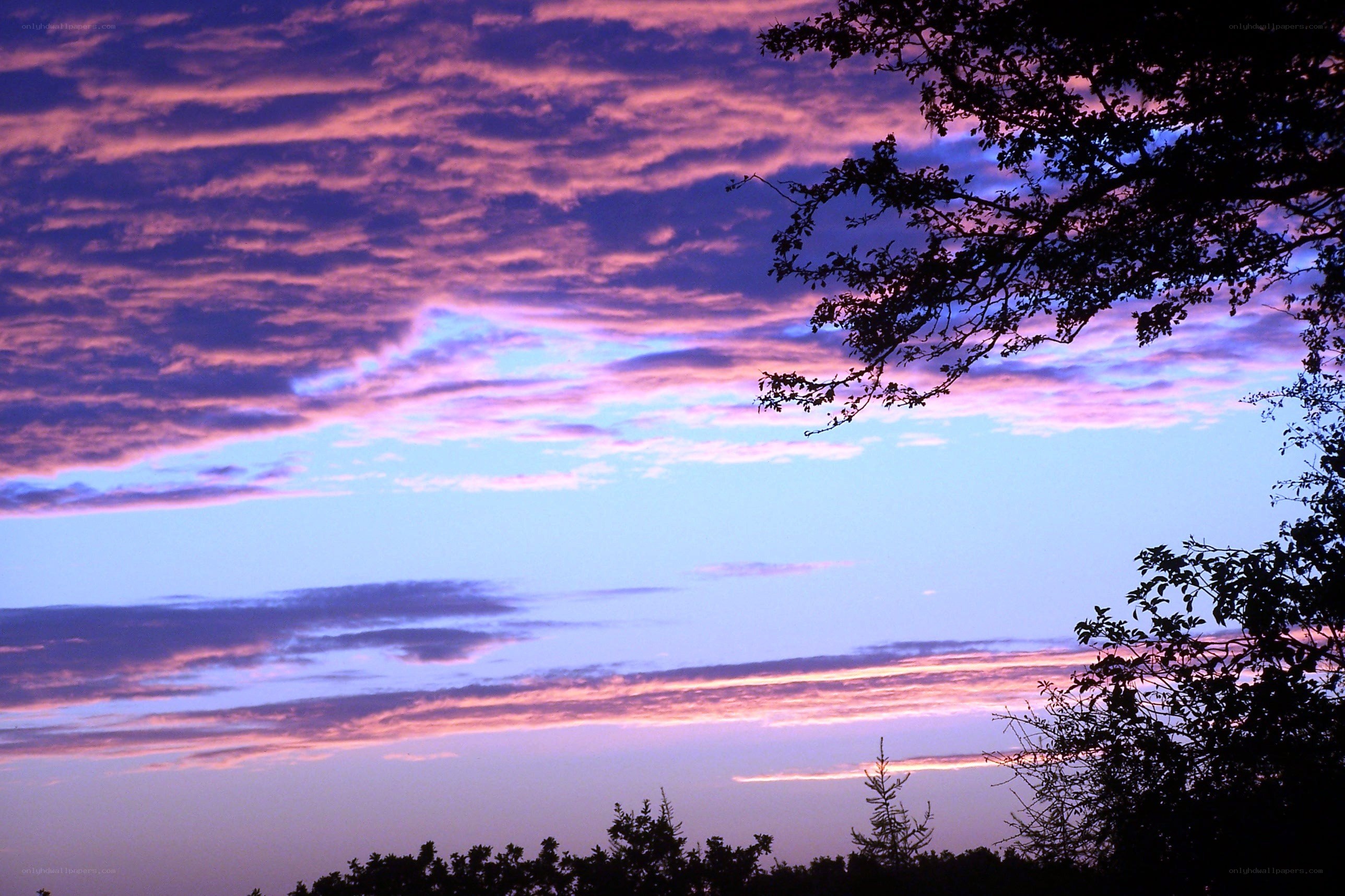 Purple sunset with tree silhouettes