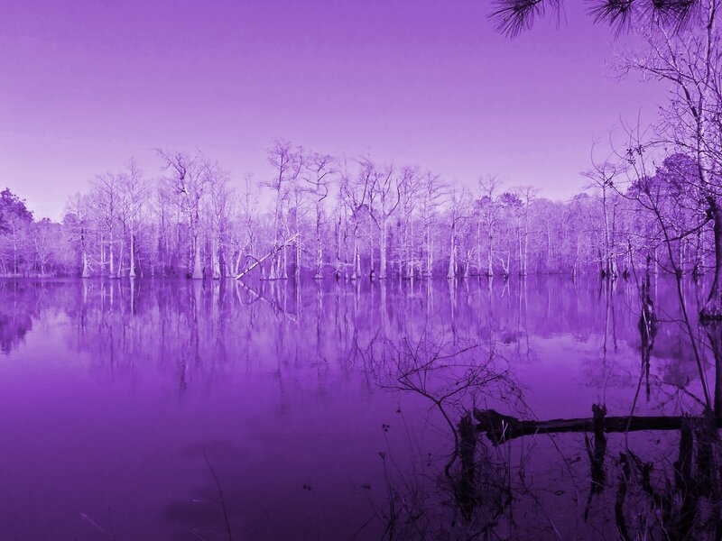 Purple Swamp Landscape