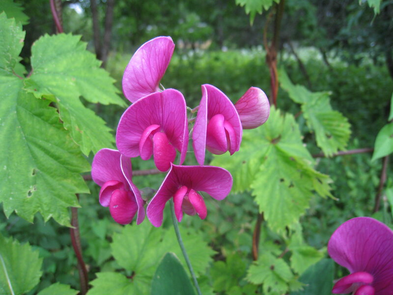 Purple Sweet Pea Flowers — Calm