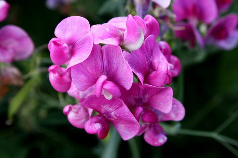Purple Sweet Pea Flowers — Pink
