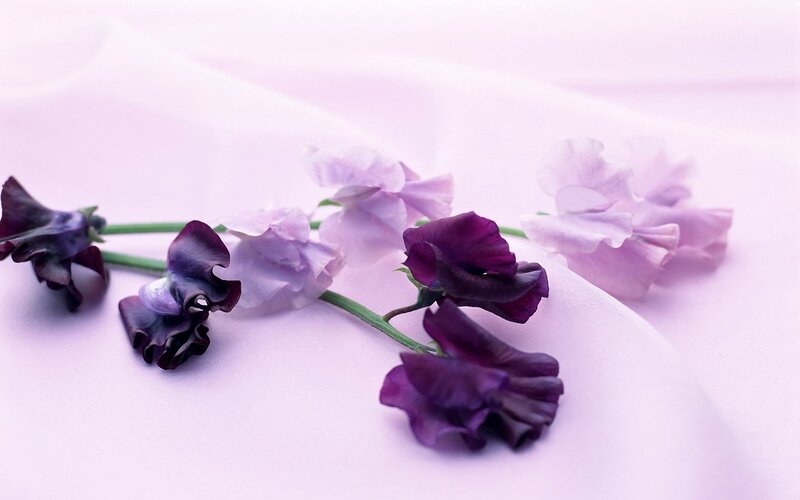 Purple Sweet Pea Flowers — Serene