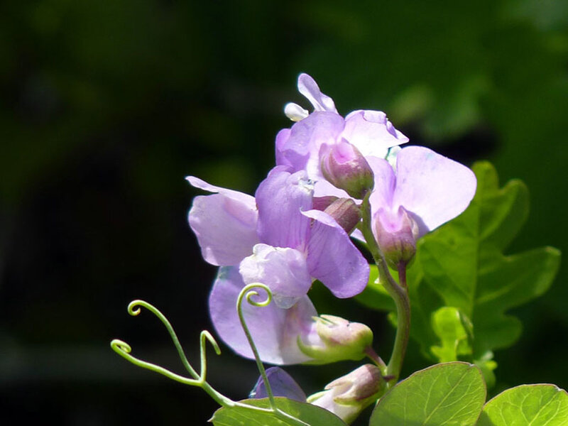 purple sweet pea flowers
