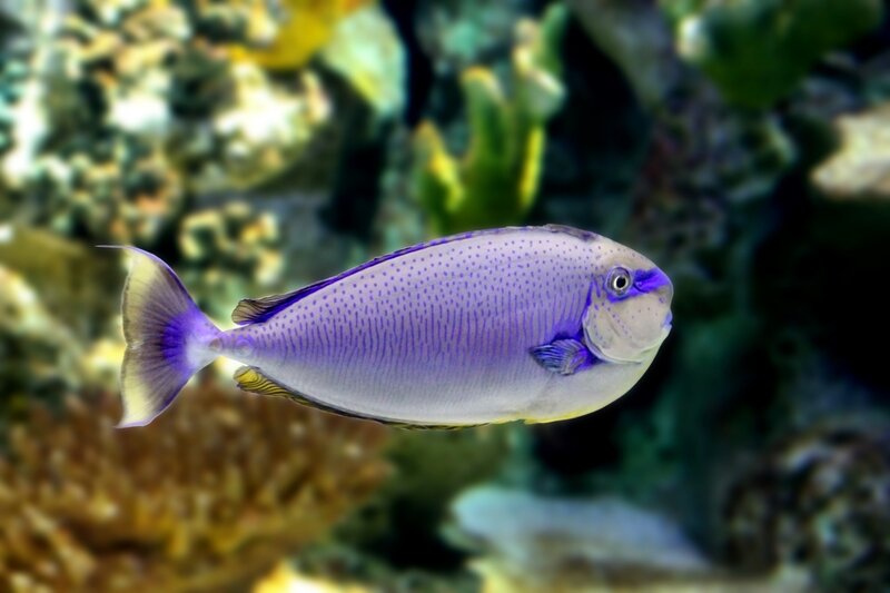 Purple Tang Fish