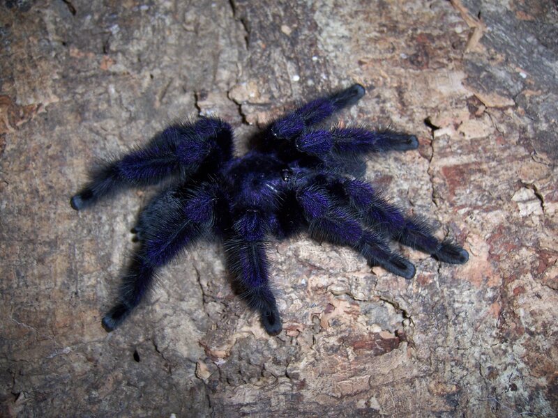 Purple Tarantula on Bark — Natural
