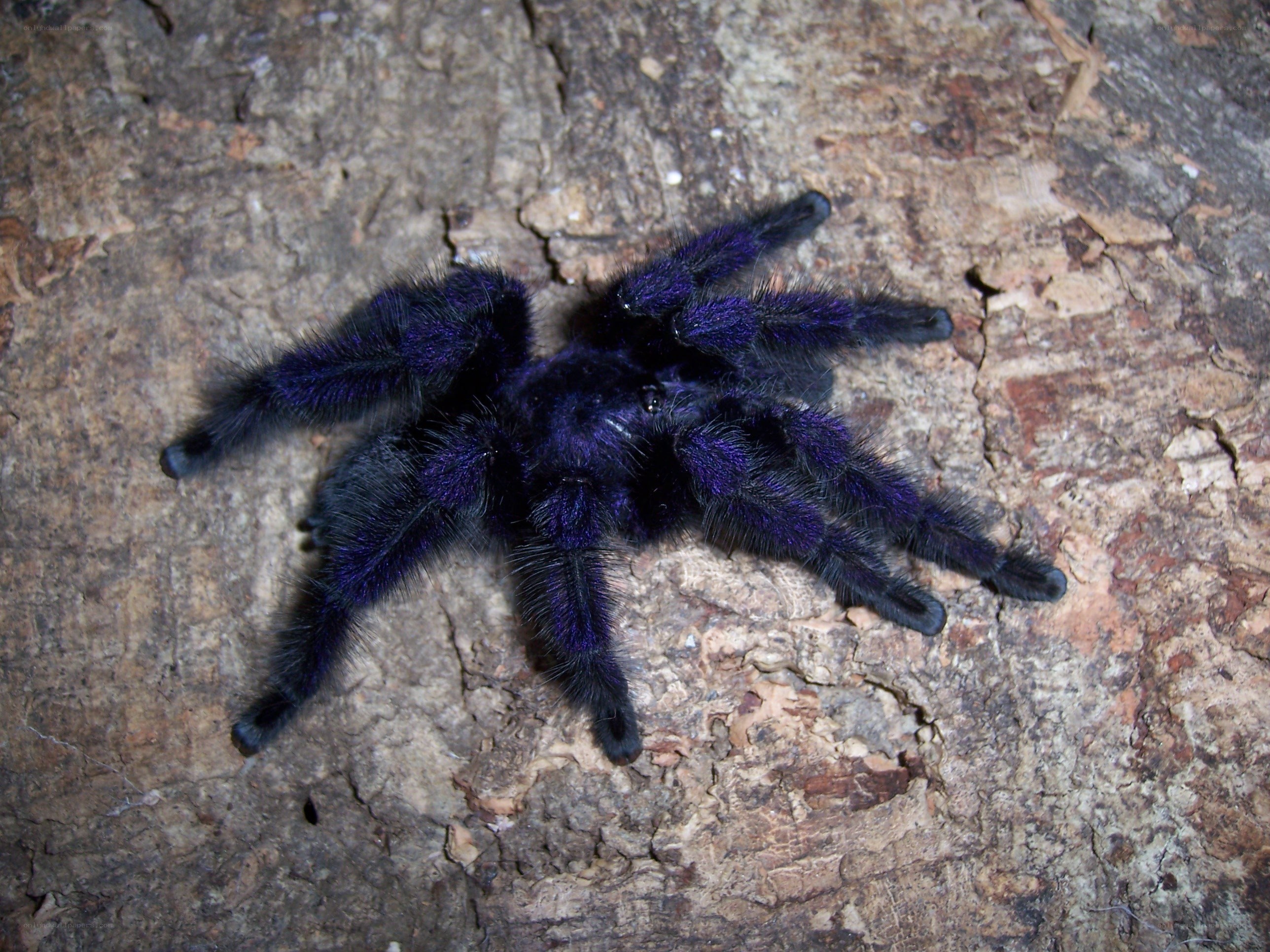 purple tarantula on bark