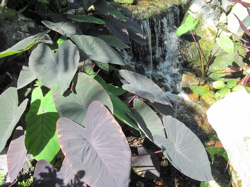Purple Taro Leaves by Waterfall