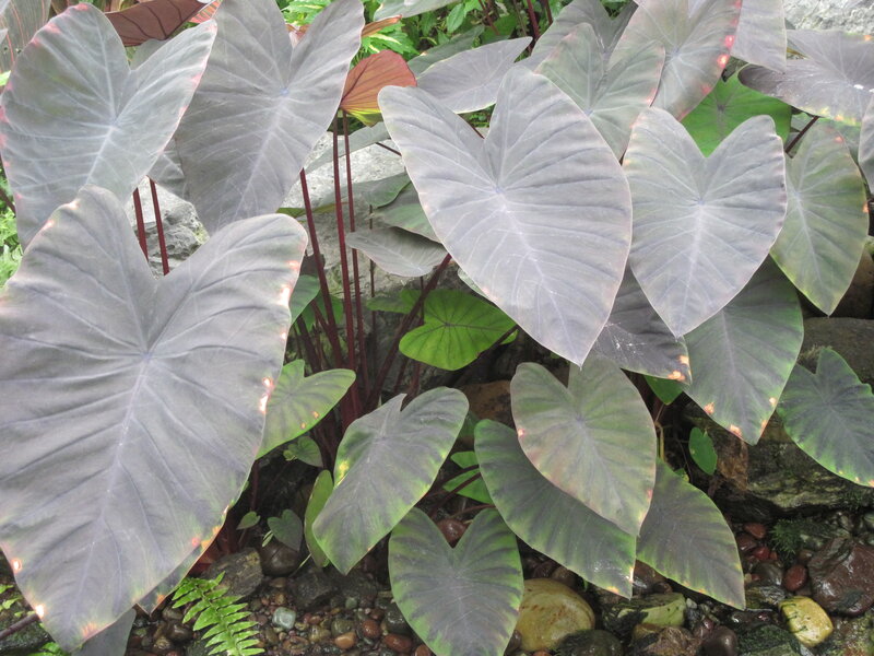 Purple Taro Leaves