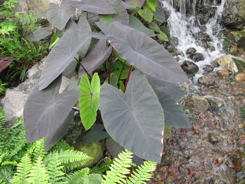 Purple Taro Plants