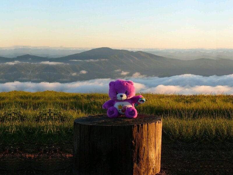 Purple Teddy Bear on Stump