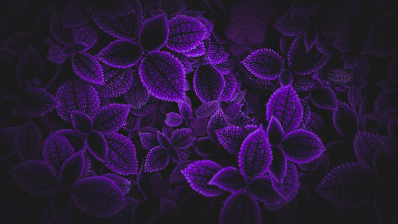 Purple Textured Leaves
