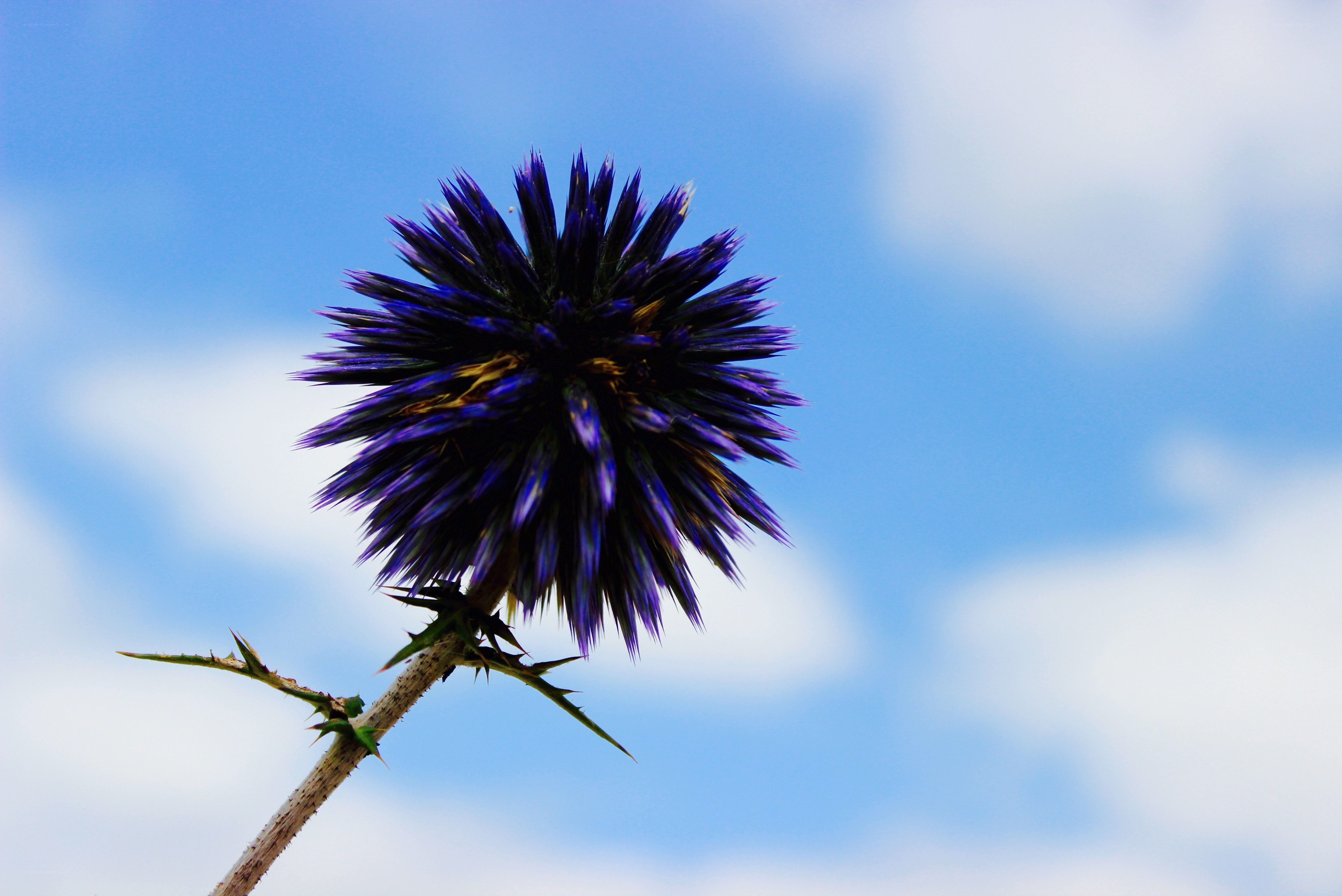 Purple thistle against blue sky