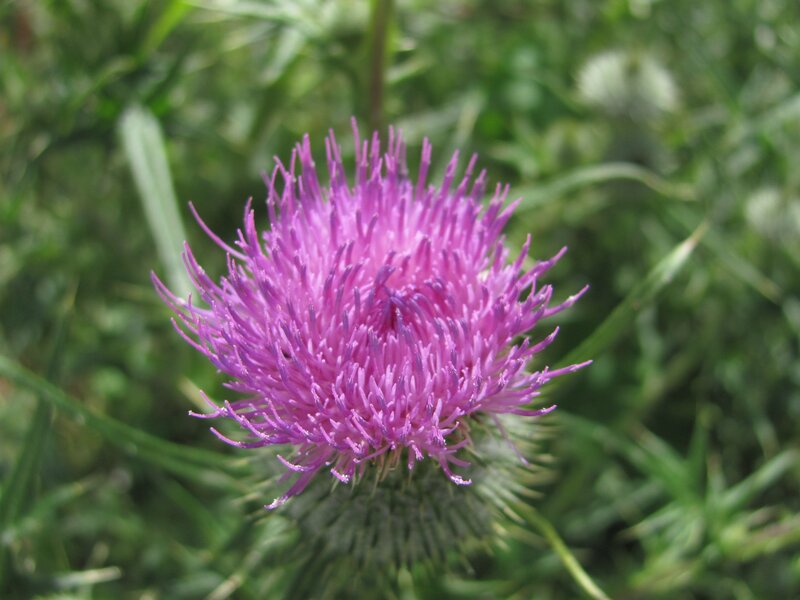 purple thistle flower
